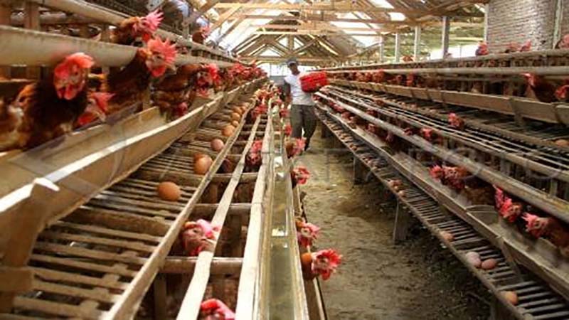 Izin Usaha Berkaitan Dengan Ternak