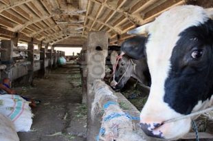 Izin Usaha Mendirikan Rumah Potong Hewan (RPH)